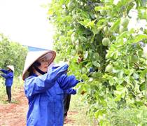 Dự thảo sửa đổi Nghị định 103/2024/NĐ-CP: Doanh nghiệp nông lâm vẫn gặp khó