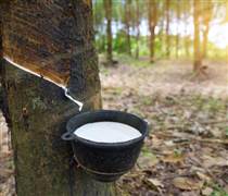 Không phải sầu riêng, cứu tinh từ Capuchia đổ bộ giúp Việt Nam đua với Thái Lan: Là 'cây quý' thu về hàng tỷ USD mỗi năm, Trung Quốc liên tục săn lùng