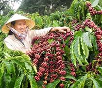 Nông nghiệp Sơn La tìm hướng đi bền vững cho ngành Cà phê