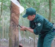 Ngành Cao su Việt Nam: Thi đua để phát triển bền vững