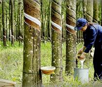 Doanh nghiệp cao su “bội thu” nửa đầu năm