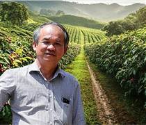 HAG: HAGL rót hơn 3.300 tỷ trồng cà phê Arabica và nuôi tằm: Bầu Đức muốn tạo dòng tiền ngắn hạn thay thế cây ăn trái lâu năm