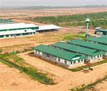 HNG: HAGL Agrico tiếp tục lỗ hơn 100 tỷ đồng trong quý 2/2025