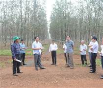 GVR: Cao su Chư Sê họp đầu bờ ứng phó bệnh rụng lá mùa mưa