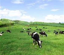 Quý chật vật của ngành sữa và ngoại lệ mang tên Mộc Châu Milk