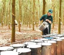 Ngành cao su phân hóa sâu sắc: Doanh nghiệp săm lốp 'ngấm đòn' chi phí, nhóm khai thác mủ báo lãi lớn