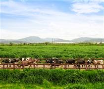 Vinamilk vào Top 10 toàn cầu, xếp hạng thương hiệu sữa xuất sắc nhất thế giới