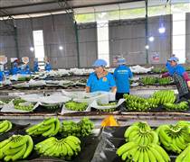 Quảng Tây và Gia Lai 'bắt tay' mở rộng đường xuất nông sản sang Trung Quốc