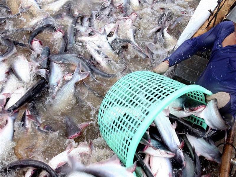 Kim ngạch xuất khẩu cá tra sang Brazil bật tăng 64% trong 7 tháng