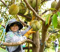 Công ty nông nghiệp của Thaco mua lại 2.400 tỷ đồng trái phiếu