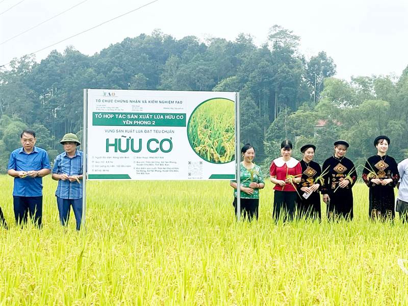 Tín chỉ carbon - đa lợi ích trong canh tác lúa