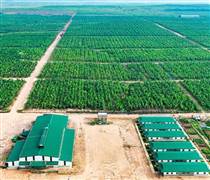 HNG: HAGL Agrico lỗ thêm 61 tỷ đồng sau kiểm toán