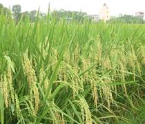 Một công ty nông nghiệp báo lãi gần 1,5 tỷ đồng/ngày trong 6 tháng đầu năm 2025