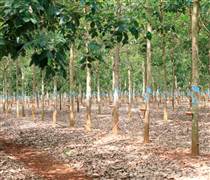 Thaco Agri lãi 10 tỷ đồng năm 2024, lỗ luỹ kế hơn 1.300 tỷ