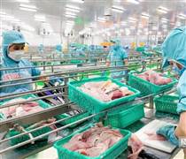 Giá cá tra xuất khẩu được dự báo sẽ tăng mạnh