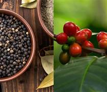 Bản tin nông sản hôm nay (20-9): Giá cà phê và hồ tiêu ổn định