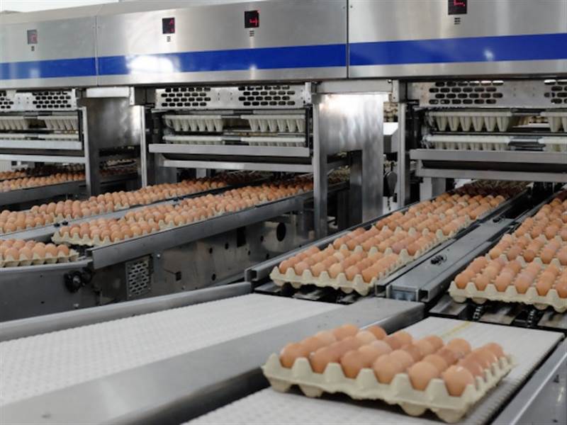So kè Nông nghiệp Hoà Phát và các công ty niêm yết cùng ngành
