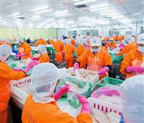 ANV: Cổ phiếu ANV của Thủy sản Nam Việt bật tăng sau tin vui từ cổ tức