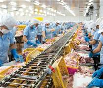 ANV: Thuỷ sản Nam Việt sắp chi hơn 266 tỷ đồng trả cổ tức cho cổ đông