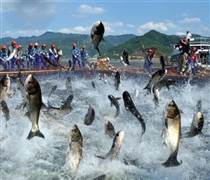 ANV: 'Vua cá tra' báo lãi 9 tháng đầu năm gấp 18 lần cùng kỳ, cổ phiếu tăng hơn 60% từ đầu năm