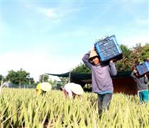 GCF: GC Food lãi quý III tăng 38%, hoàn thành 88% kế hoạch lợi nhuận năm