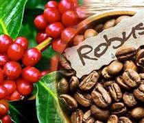 Giá cà phê hôm nay 27/10: Giá cà phê trong nước cao nhất 116.500 đồng/kg