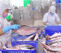 VHC: Quý 3/2025: "Nữ hoàng" cá tra Vĩnh Hoàn báo lãi tăng vọt 35%, "thoái" hơn trăm tỷ loạt cổ phiếu bất động sản