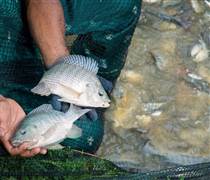 ANV: Trung Quốc ‘tê liệt’ mảng xuất khẩu cá rô phi sang Mỹ, ‘Vua cá tra’ Việt Nam nhảy vào nhanh chóng kiếm hơn 1.000 tỷ