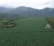 HAG: Bầu Đức trồng hơn 10.000ha cà phê để xuất khẩu