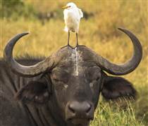 Tại sao TTCK Việt Nam mở phiên không còn hào hứng sau khi Fed hạ lãi suất ?