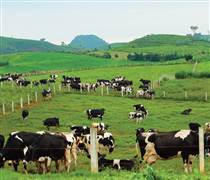 MCM: Lợi nhuận lao dốc, Mộc Châu Milk vẫn chi mạnh cho dự án nghìn tỷ