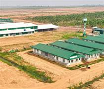 HNG: HAGL Agrico âm 18 quý liên tiếp, nâng lỗ lũy kế tiến gần 9.800 tỷ đồng