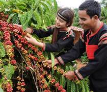 Bản tin nông sản hôm nay (2-11): Giá cà phê giảm, giá hồ tiêu tăng nhẹ