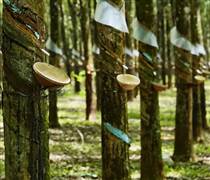 Mủ cao su được giá, loạt doanh nghiệp báo lãi đậm