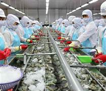 MPC: Biên lợi nhuận tăng mạnh, Minh Phú ghi nhận hơn 228 tỷ đồng lãi ròng trong quý III