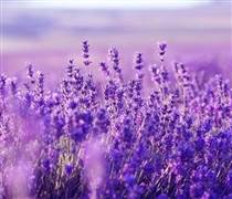 QCG: Một cổ phiếu bất động sản bất ngờ ngược dòng “kịch trần” giữa lúc VN-Index giảm sâu