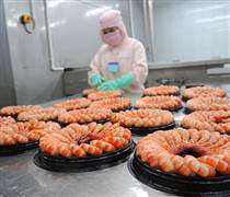 FMC: Sản xuất tôm bứt tốc, Sao Ta vượt 4% kế hoạch doanh thu năm 2025