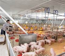 Giá thịt heo giảm, doanh nghiệp chăn nuôi lộ rõ bức tranh tài chính trái chiều