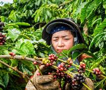 Bản tin nông sản hôm nay (8-11): Giá cà phê giảm sâu, giá hồ tiêu ổn định