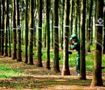 “Mùa vàng” cho ngành cao su