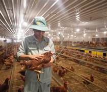 DBC: Dabaco mở rộng mô hình 3F+, hướng tới tương lai xanh