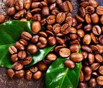 Giá cà phê hôm nay 14/11: Giá cà phê trong nước và thế giới đồng loạt giảm