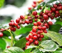 Giá cà phê hôm nay 16/11/2025: Tiếp tục sụt giảm mạnh trong và ngoài nước