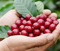 Bản tin nông sản hôm nay (16-11): Giá cà phê giảm sâu