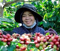 Giá cà phê hôm nay 17/11: Giá trong nước đứng yên, thế giới chững lại
