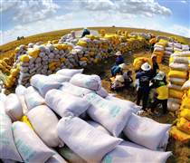 Thị trường gạo thế giới xoay chuyển, Việt Nam cần thay đổi chiến lược