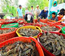 Sắp đến mùa cao điểm, doanh nghiệp thủy sản điều chỉnh hàng tồn kho thế nào?