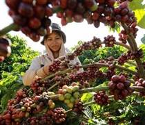 ‘Việc giảm thuế nhập khẩu cà phê giúp Việt Nam mở rộng thị phần tại Mỹ’
