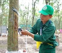 Cao su thiên nhiên vào chu kỳ mới: Lợi nhuận tăng, định giá còn rẻ