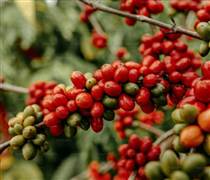 Giá cà phê hôm nay 23/11: Giá cà phê trong nước giảm 2.100 đồng/kg